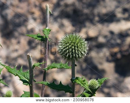 Flower Buds Of Great Globe-thistle Or Echinops Sphaerocephalus Close-up, Selective Focus, Shallow Do