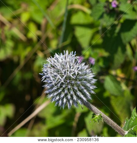 Blossom Of Great Globe-thistle Or Echinops Sphaerocephalus Close-up, Selective Focus, Shallow Dof.