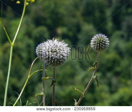 Blossom Of Great Globe-thistle Or Echinops Sphaerocephalus Close-up, Selective Focus, Shallow Dof.