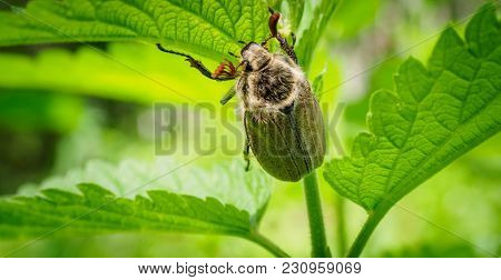 Cute Shaggy May Beetle Grows In The Sun. The Maybug Sits On The Stalk Of The Nettle. Cockchafer In N