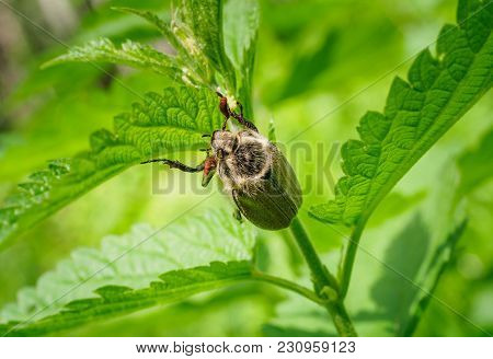 Cute Shaggy May Beetle Grows In The Sun. The Maybug Sits On The Stalk Of The Nettle. Cockchafer In N