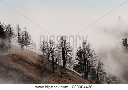 Foggy Naked Tree Slope In The Winter