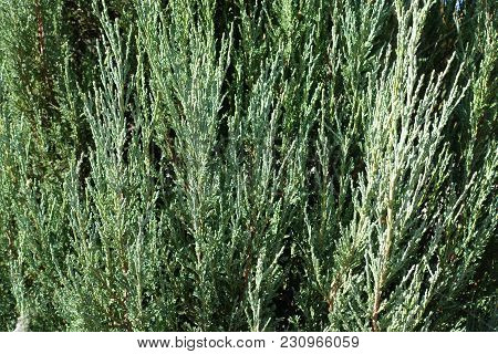 Closeup Of Leafage Of Juniperus Virginiana Blue Arrow
