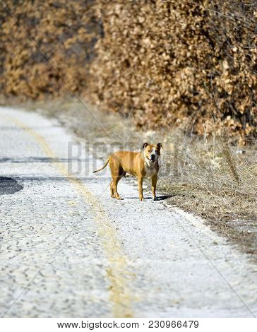 American Staffordshire Terrier