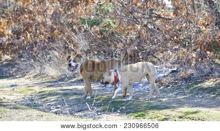 American Staffordshire Terrier