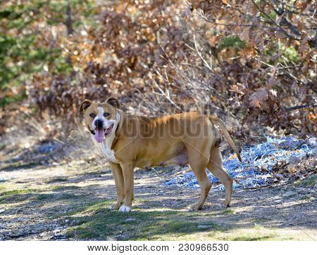 American Staffordshire Terrier