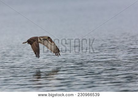 Young Osprey In Flight Over Water Wings Down, After A Failed Fishing Attempt