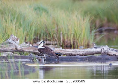 One Osprey With A Large Rainbow Trout Next To Log With Green Background
