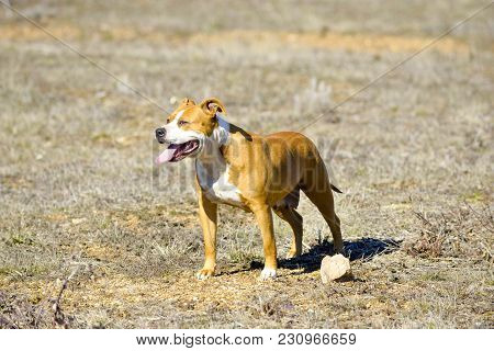 American Staffordshire Terrier