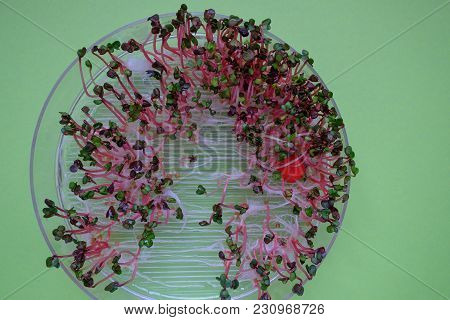 Close-up On Fresh Radish Sprouts In A Transparent Sprouter, Green Background