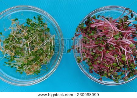 Close-up On Fresh Radish And Arugula Sprouts In A Transparent Sprouter, Blue Background