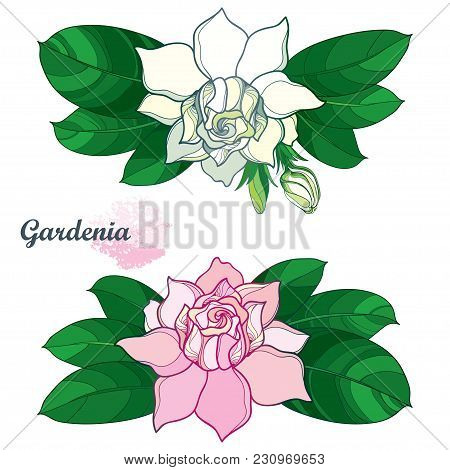 Vector Outline Pink And White Gardenia Flower Bunch, Bud And Ornate Green Leaves Isolated On White B