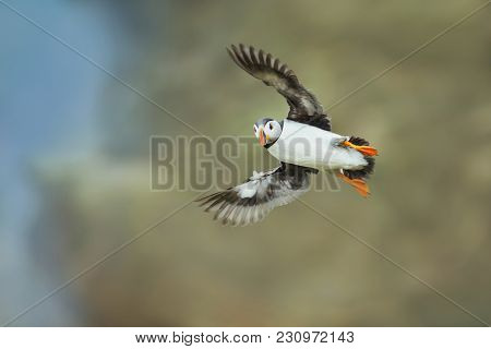 Atlantic Puffin (fratercula Arctica) In Flight, Noss, Shetland Islands, Scotland, Uk.
