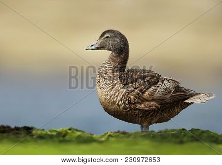 Close Up Of A Female Common Eider On The Coast Of Noss Island, Shetland Islands, Scotland.