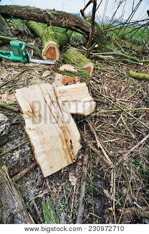Fallen Tree In A Meadow Is Sawed
