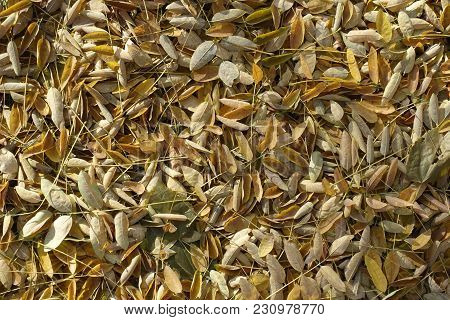 Yellow Leaves Of Pagoda Tree Covering The Ground From Above