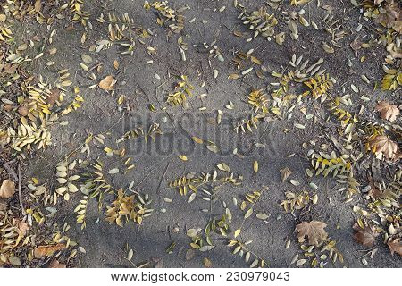 Fallen Leaves Of Pagoda Tree And Maple On The Ground