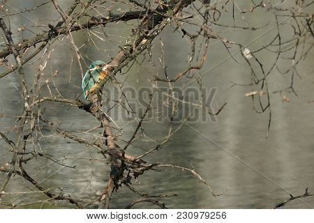 Kingfisher On Tree