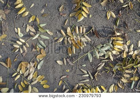 Yellow Fallen Leaves Of Pagoda Tree On The Ground