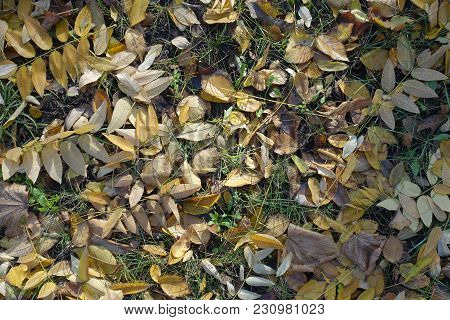 Yellow, Beige And Brown Fallen Leaves In The Grass