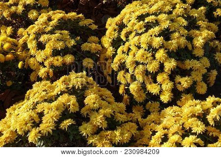 Globose Bushes Of Yellow Chrysanthemums In November