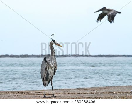 Heron Standing On Jetty As Pelican Flies By