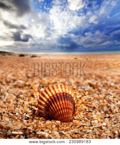 Seashell Of Anadara On Sand Beach And Sea With Blue Cloudy Sunlight Sky At Background