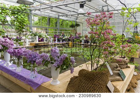 Exhibition Of Lilacs In The Botanical Garden