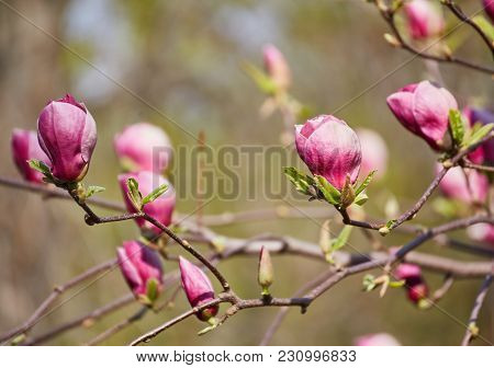 Decoration Of Few Magnolia Flowers. Pink Magnolia Flower. Magnolia. Magnolia Flower