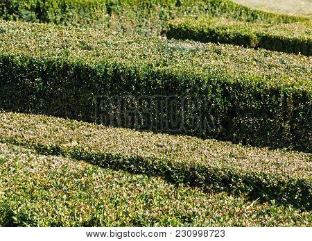 Summer Trimmed Evergreen Boxwood In Park Hillside. Sofiyivka Dendrology Park, Uman, Ukraine.