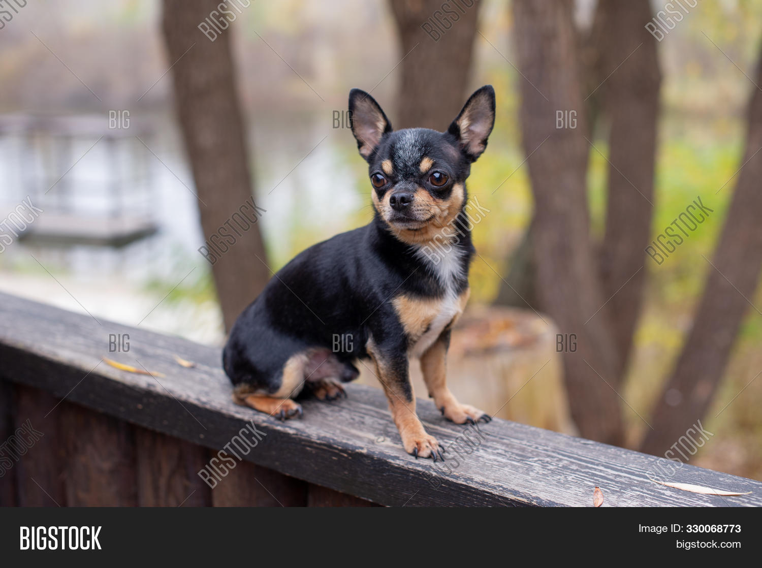chihuahua walking