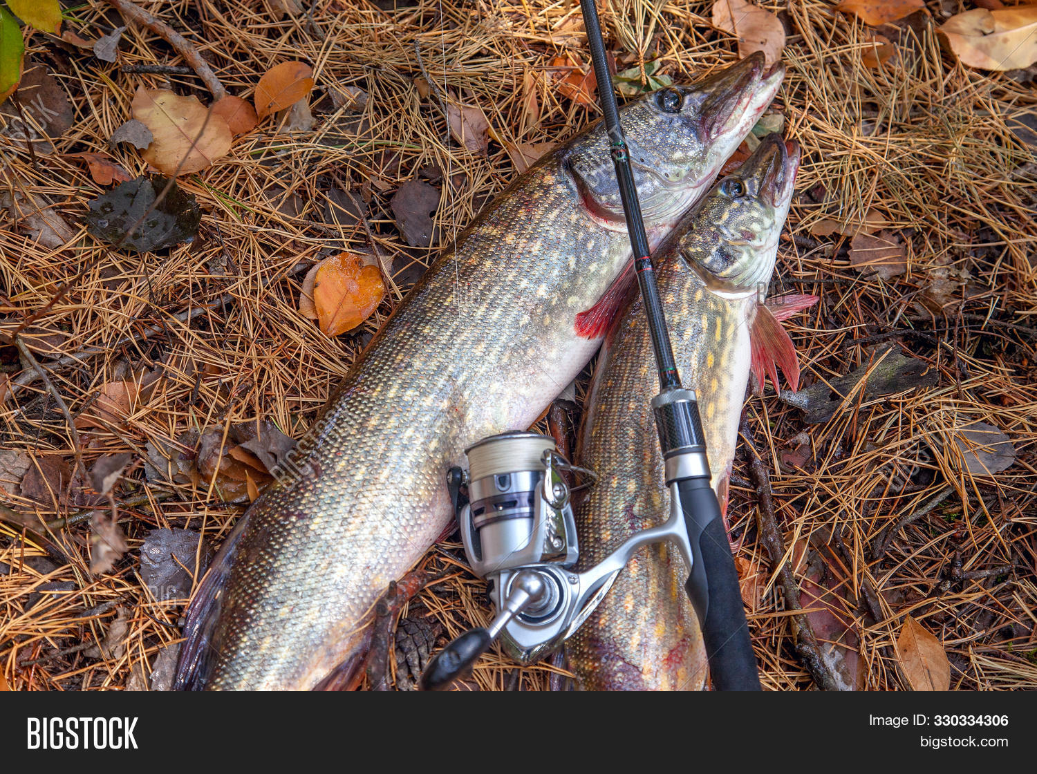 pike fishing rod and reel