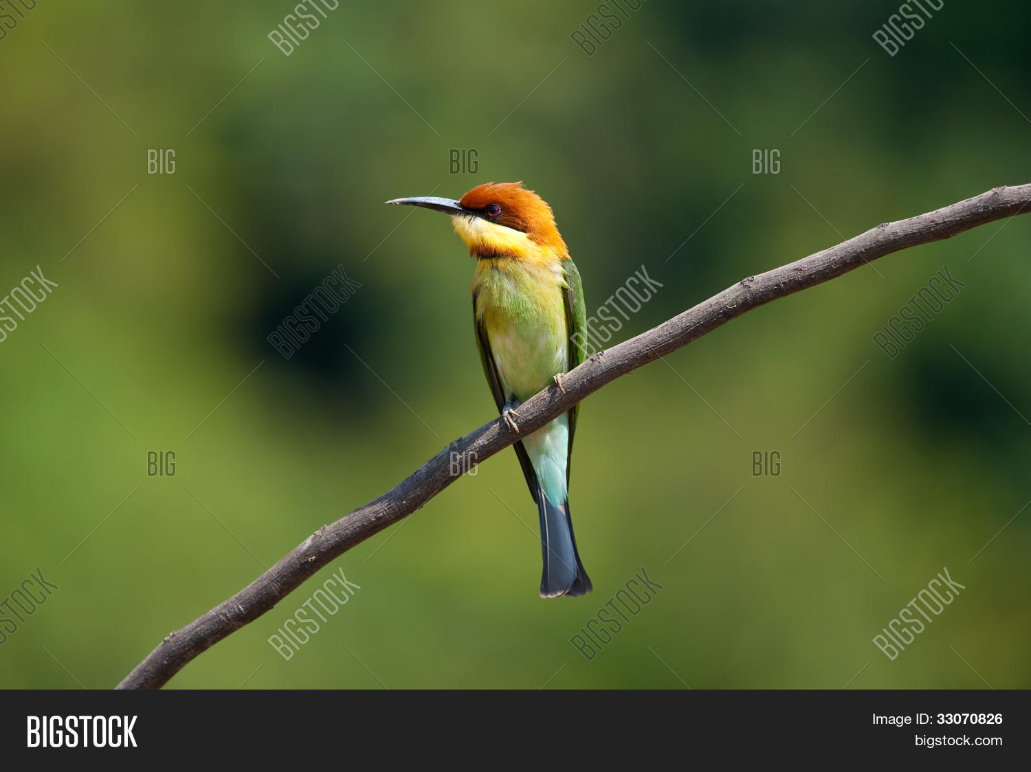 Image Preview
