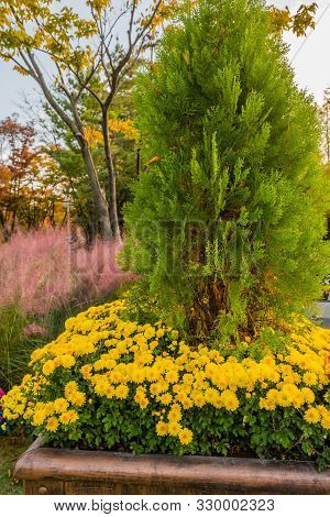 Small Evergreen Tree Surrounded By Yellow Daisies With Pink Muhly And Trees In Background.
