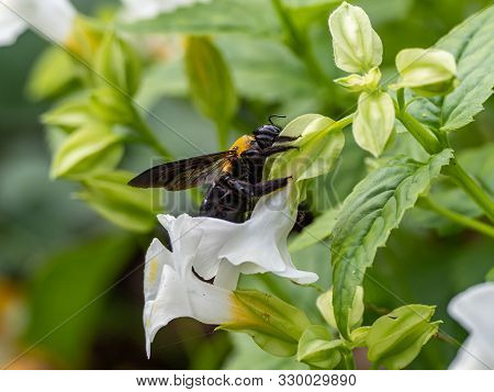 A Japanese Carpenter Bee, Xylocopa Appendiculata, A Cousin To The Better Known Bumble Bees, Feeds Fr