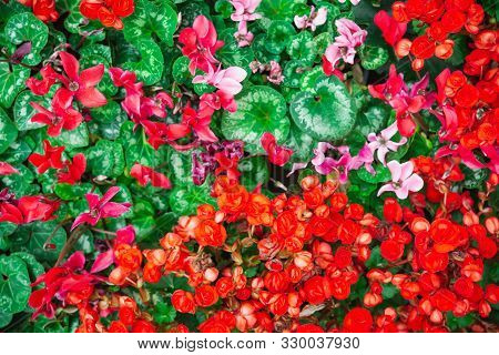Begonia Flowers Texture Full Blooming In Garden,begonia Tuberhybrida