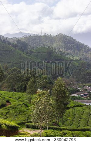 Panorama Over The Green Lush Tea Plantations In Munnar, India