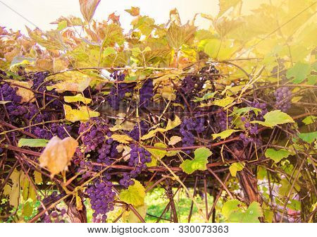 Clusters Of Purple Fragrant Wine Grapes Hang And Ripen Among The Vines In The Garden Against The Bri