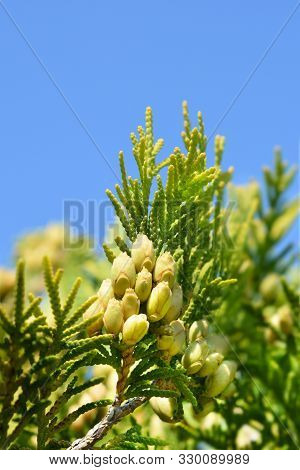 Lawsons Cypress Ivonne - Latin Name - Chamaecyparis Lawsoniana Ivonne