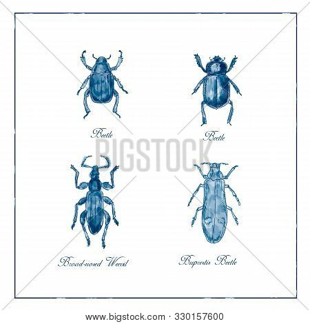 Vintage Victorian Drawing Illustration Of A Collection Of Insects Like The Beetle, Broad-nosed Weevi