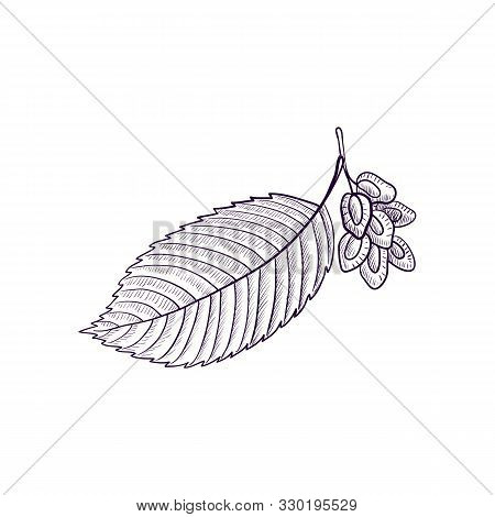 Vector Drawing Branch Of Elm Tree With Leaf And Seeds, Hand Drawn Illustration