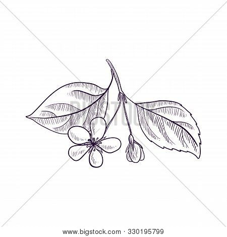 Vector Drawing Branch Vector Photo Free Trial Bigstock