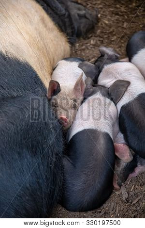 Saddleback Piglets, Sus Scrofa Domesticus, And Their Sow Mother, Sleeping Squashed Together In A Pig