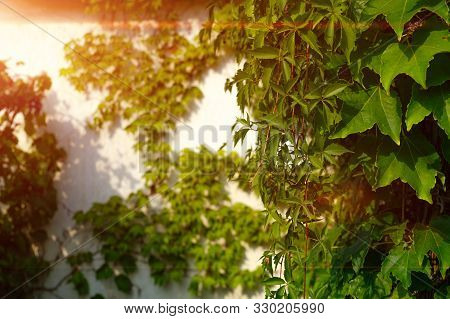 Climbing Plants With Green Leaves On A Concrete Wall Background.