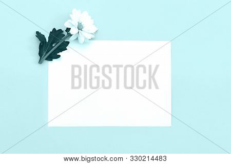 White Chrysanthemum With Copy Space On A Mint Blue Background