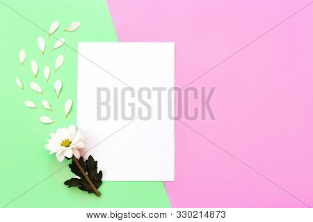 White Chrysanthemum With Copy Space On A Green And Pink Background