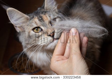 Curious Maine Coon Looks At Combed Cat Hair. The Cat Sniffs Its Fur In The Womans Hand. Maine Coon C