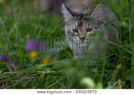 Young Beautiful Cat Maine Coon Walking In The Garden. The Maine Coon In The Outdoor Among The Grass 