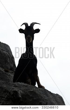 High Contrast Of Goat Over The Rocks