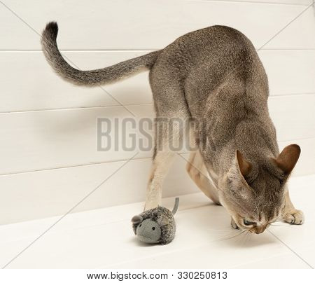Singapura Cat With Mouse On White Background. The Smallest Cat Breed In The World. Background Pet, A